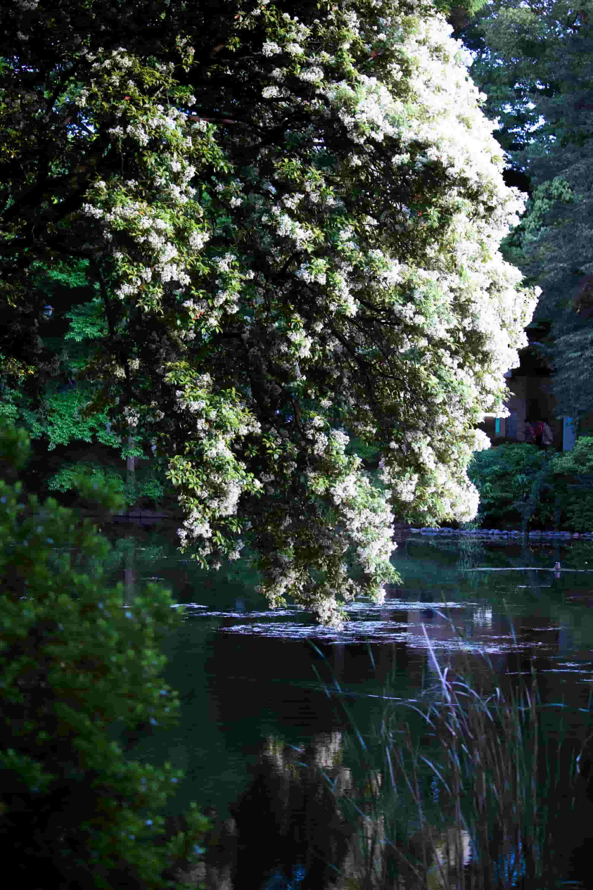 Inokashira Park