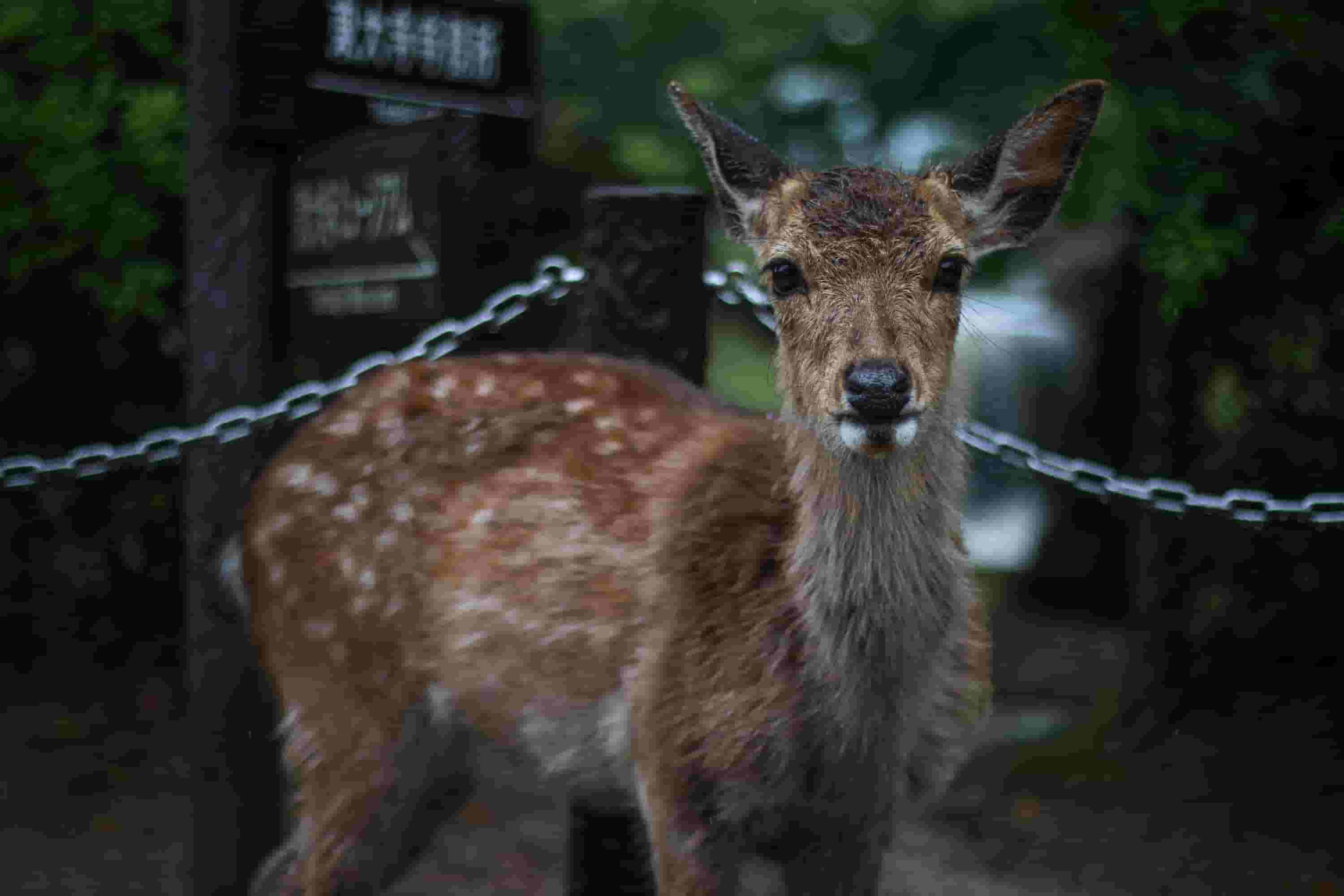 Deer at Nara Park